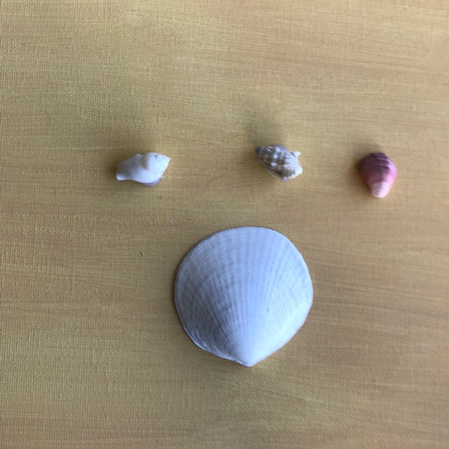 CC12 - Clam Shell