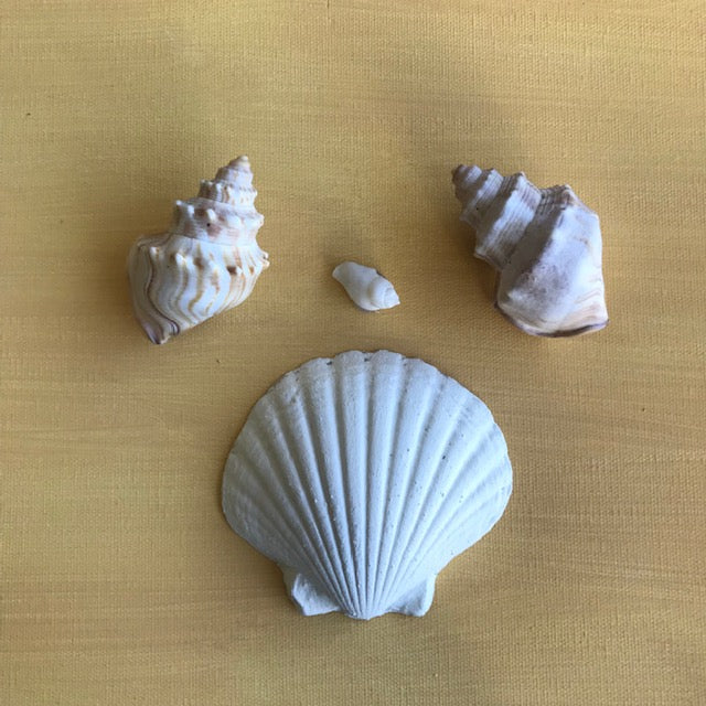 CC11 - Large Scallop Shell