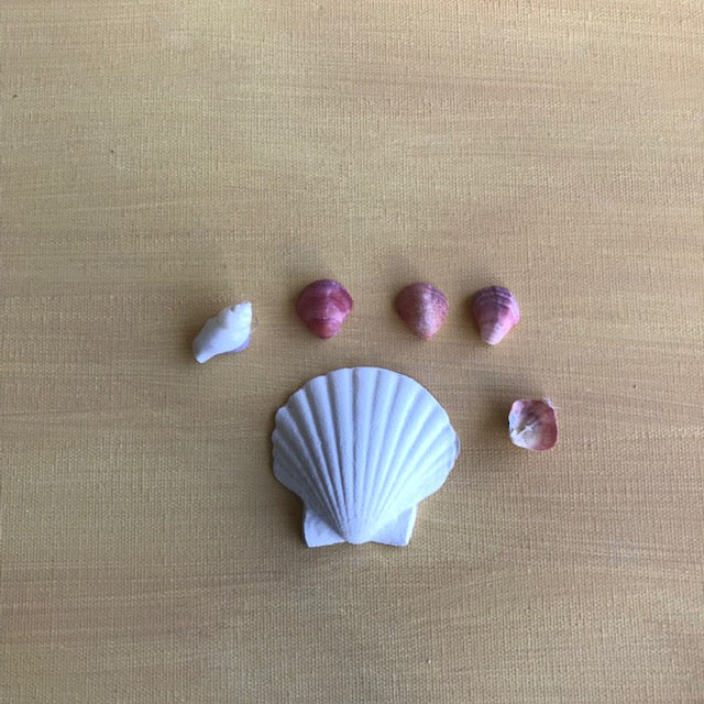 CC13 -  Small Scallop Shell